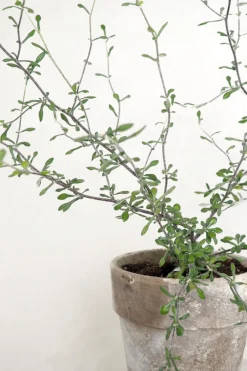 Corokia virgata - Maori Green