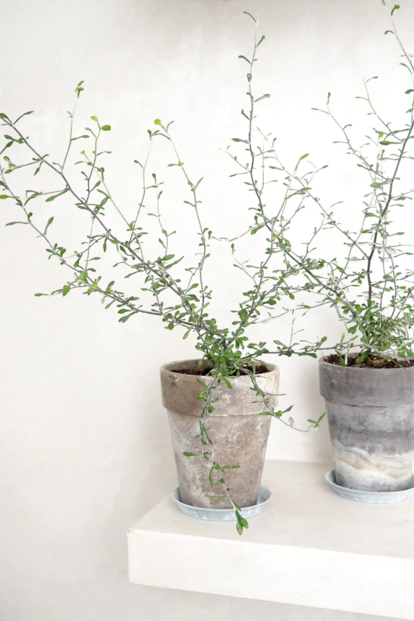 Corokia virgata - Maori Green