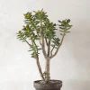 Crassula