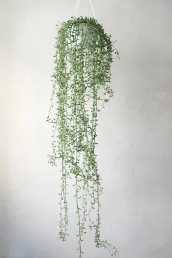 Delfinplante - Senecio Peregrinus