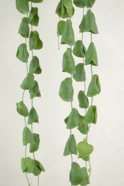 Dischidia Platyphylla