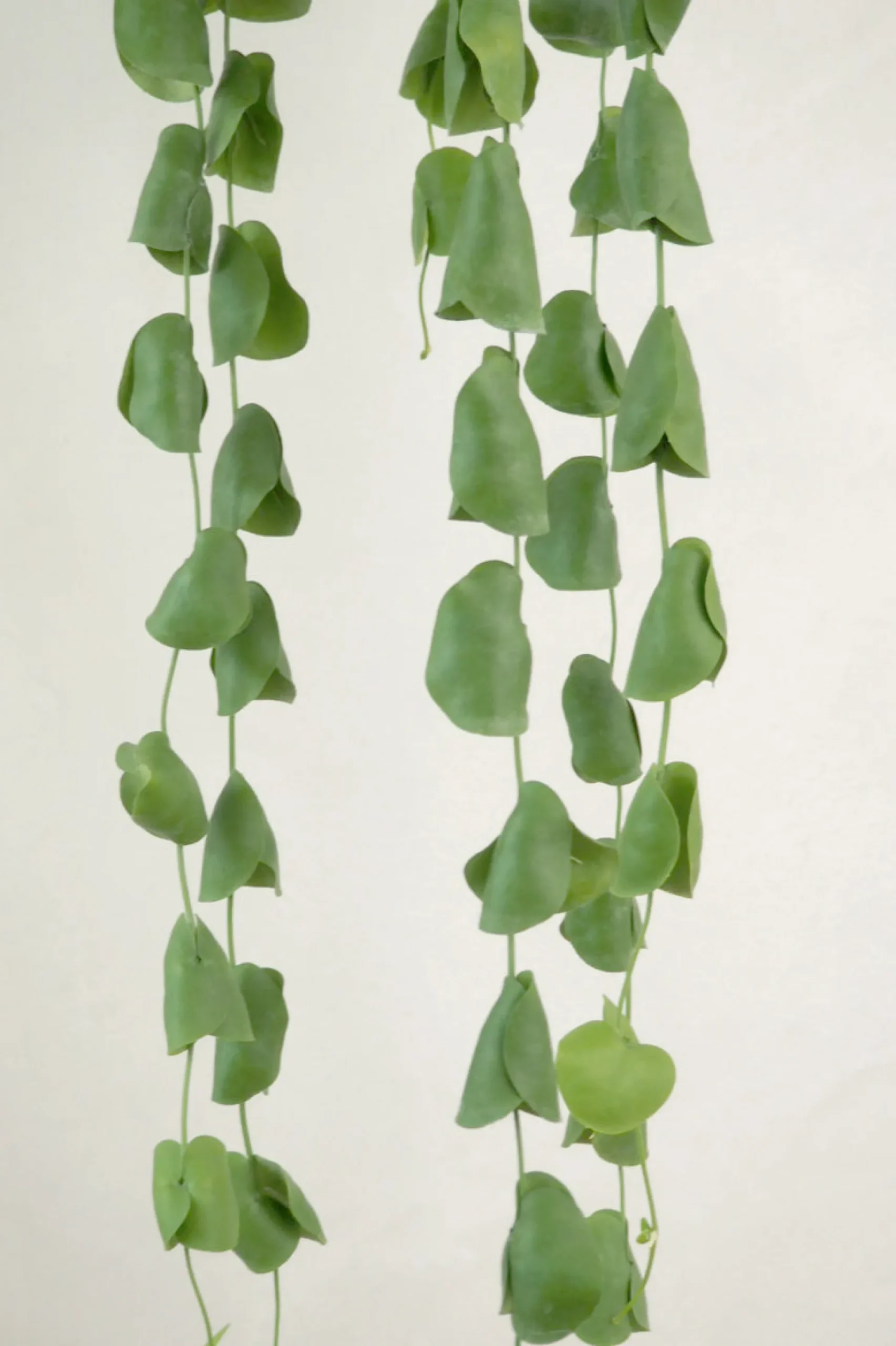 Dischidia Platyphylla