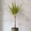 Dracena
