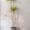 Dracena, stor