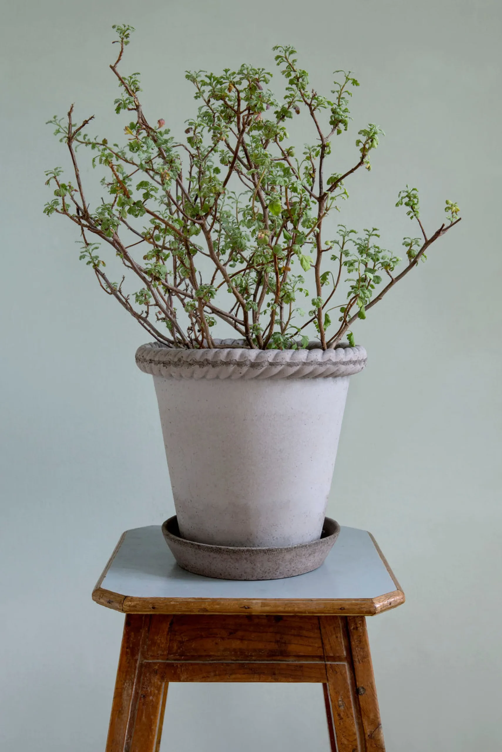 Emilia krukke, raw grey