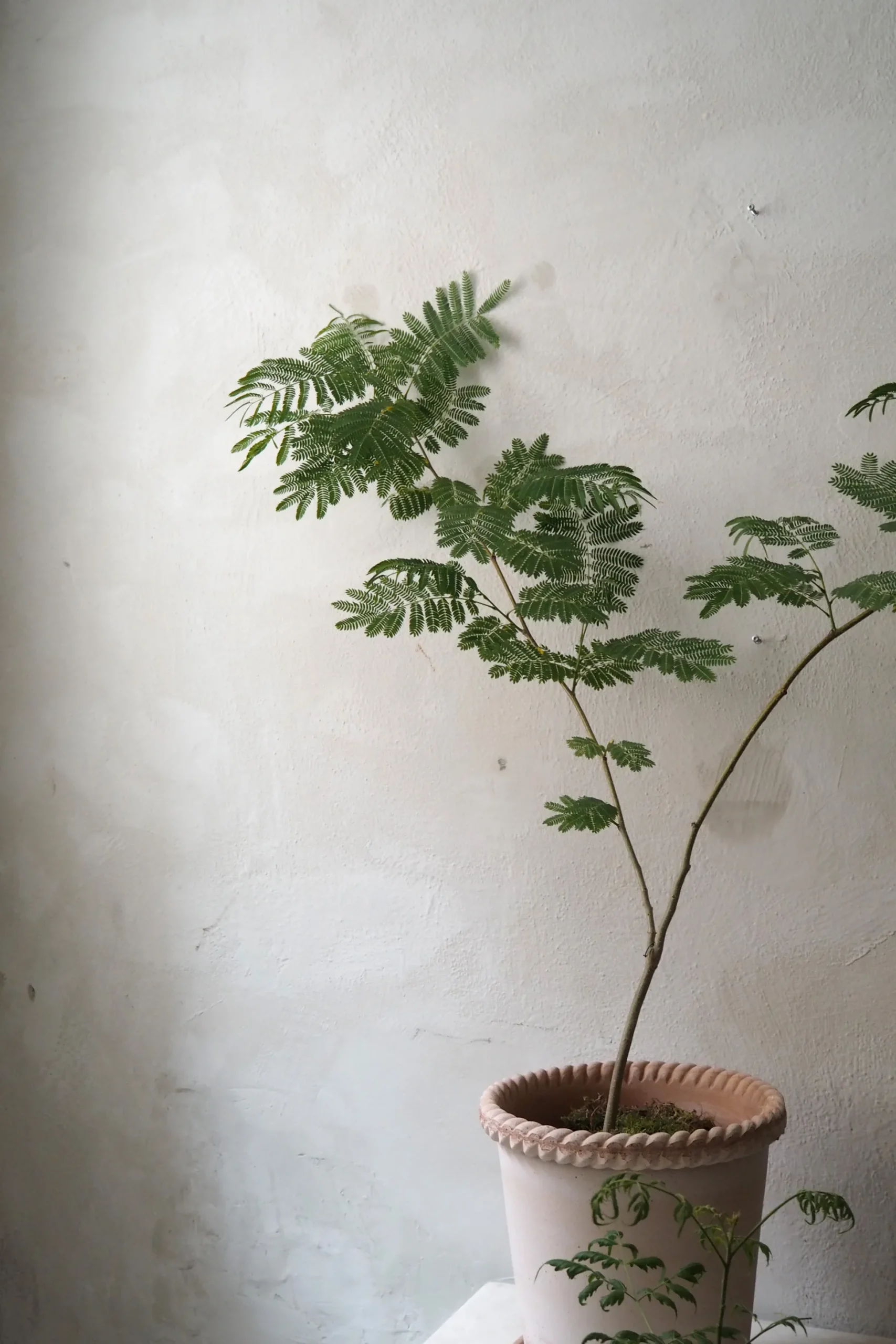 Emilia krukke, raw rosa