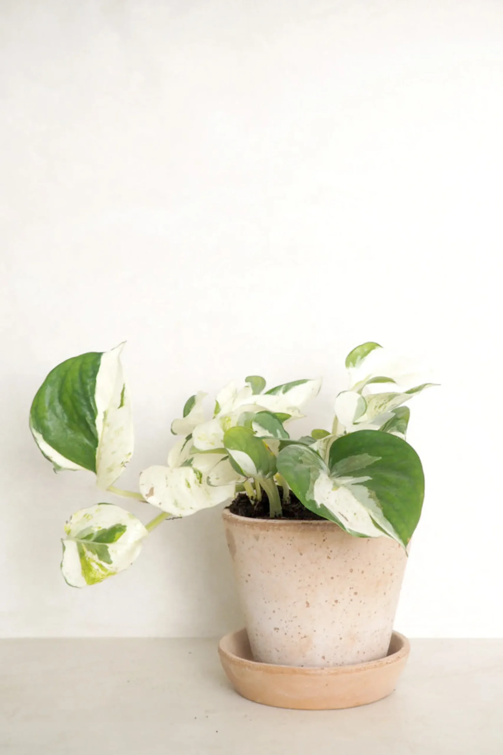 Epipremnum "Happy Leaf"