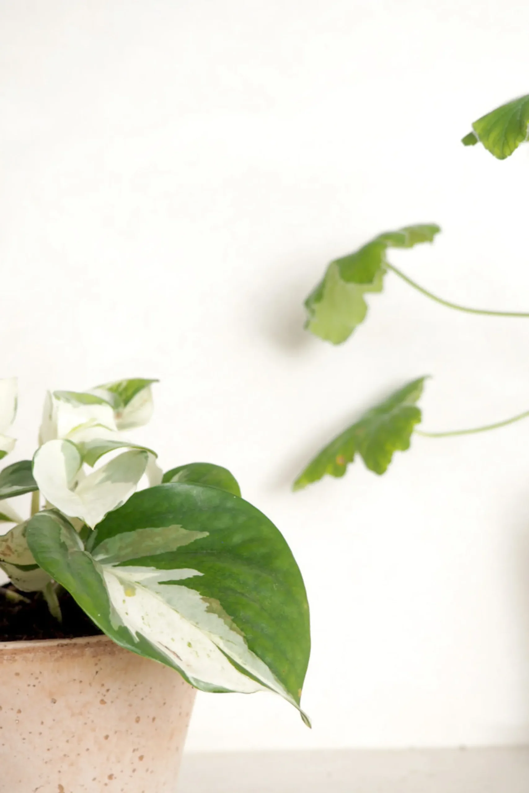 Epipremnum "Happy Leaf"