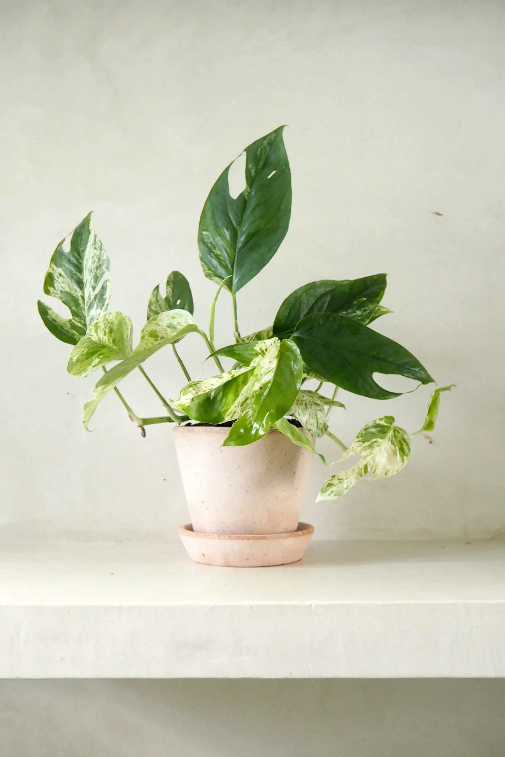 Epipremnum pinnatum ‘Marble Variegata’