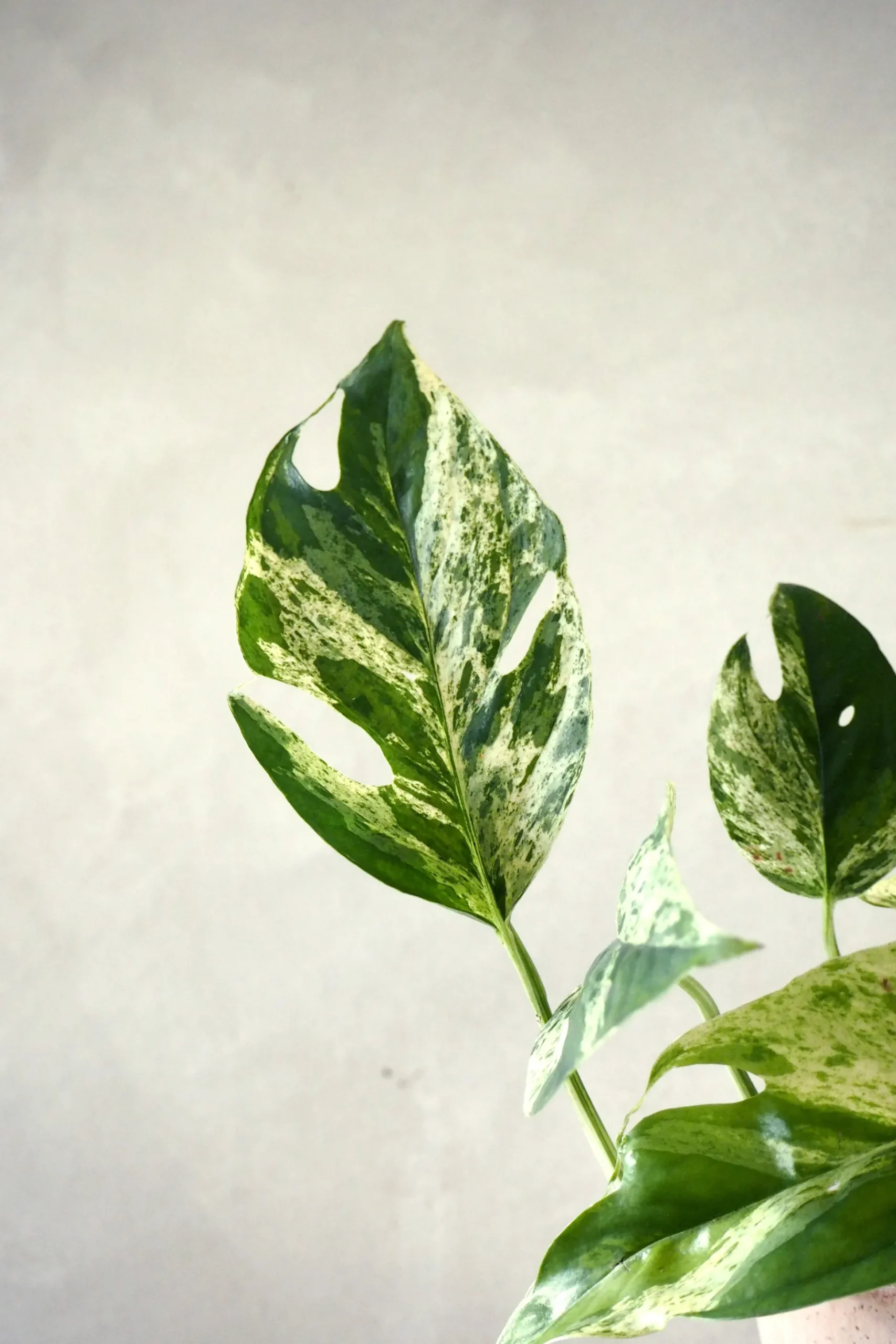 Epipremnum pinnatum ‘Marble Variegata’