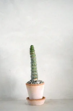 Eulychnia Castanea spiralis