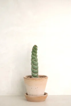 Eulychnia Castanea spiralis