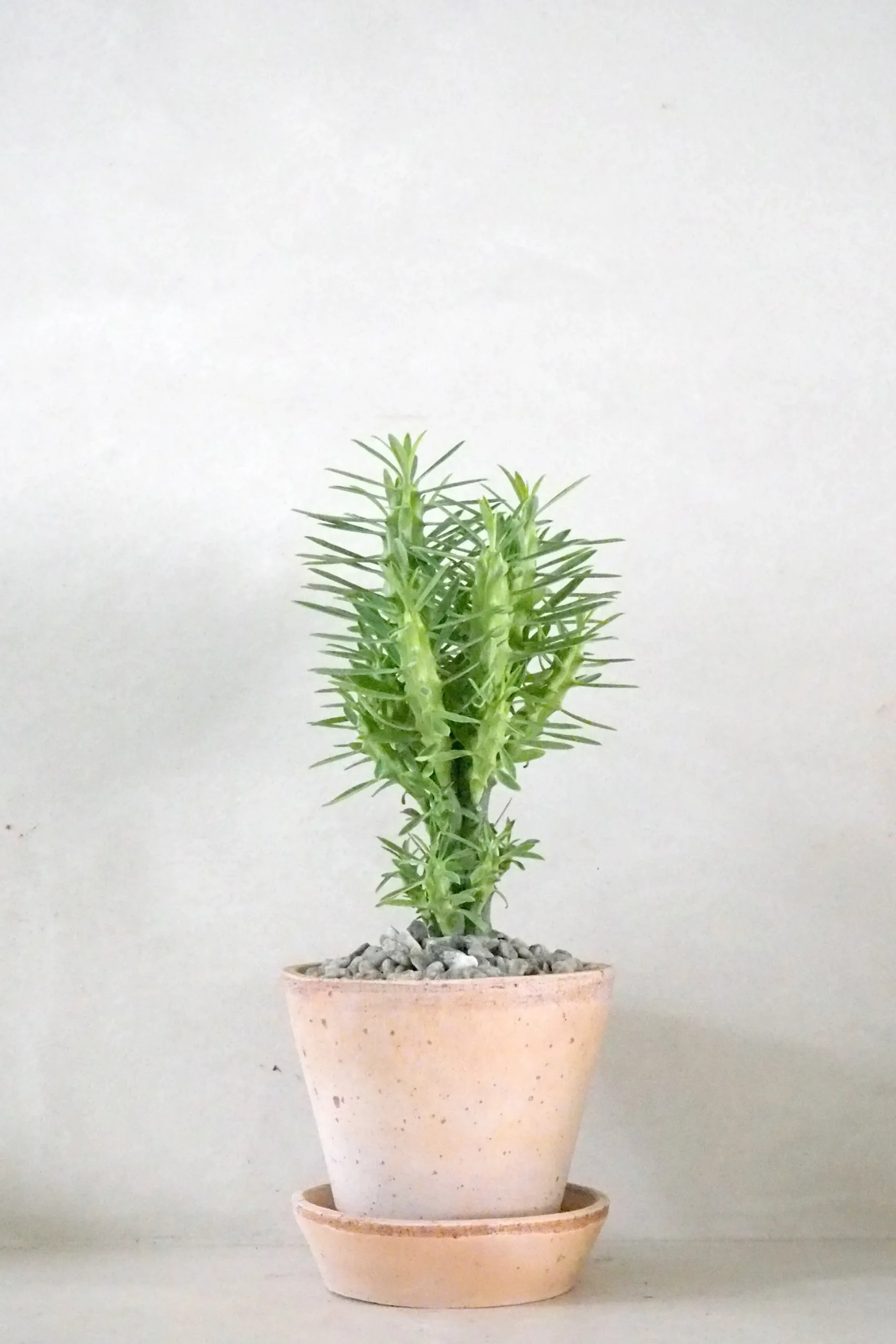 Euphorbia Loricata