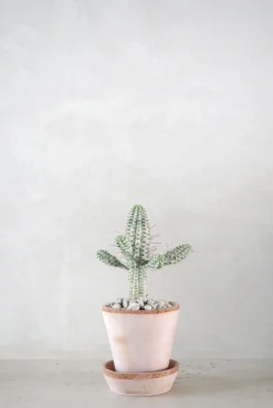 Euphorbia mammillaris, variegata