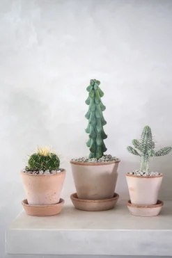 Euphorbia mammillaris, variegata