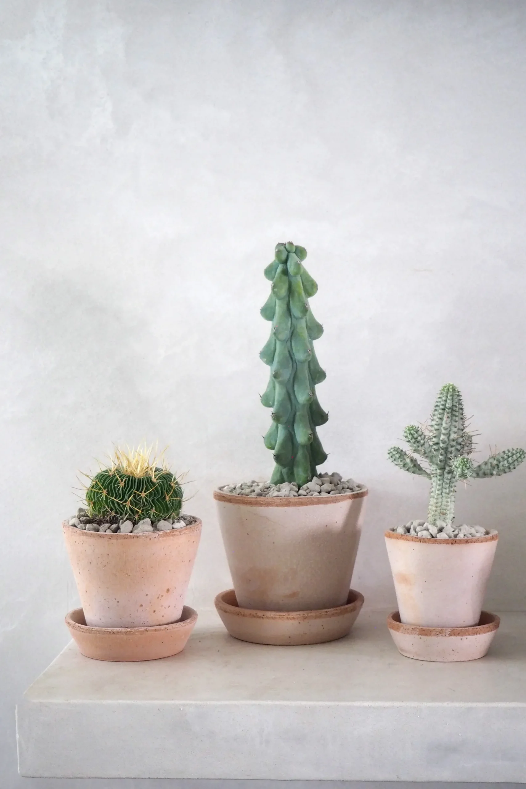 Euphorbia mammillaris, variegata