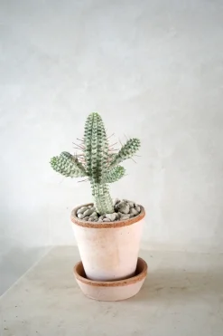 Euphorbia mammillaris, variegata