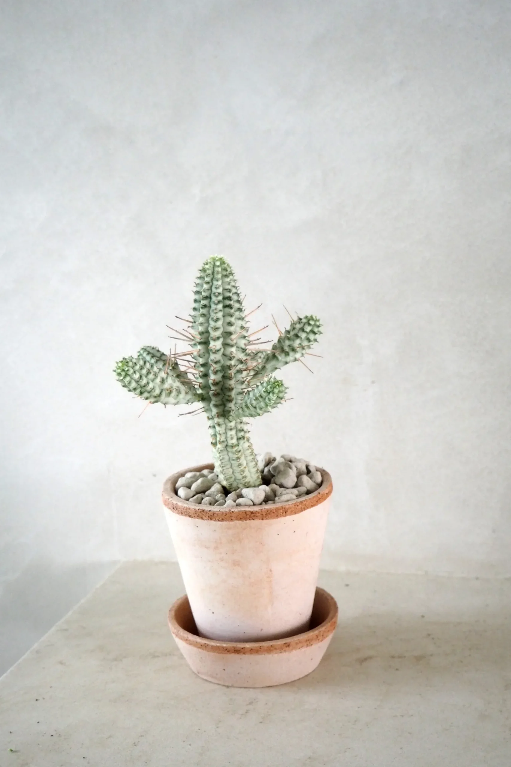 Euphorbia mammillaris, variegata