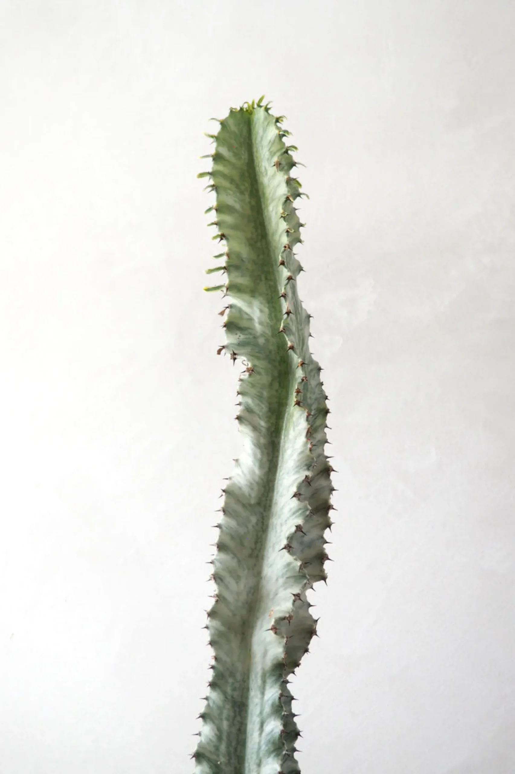 Euphorbia variegated