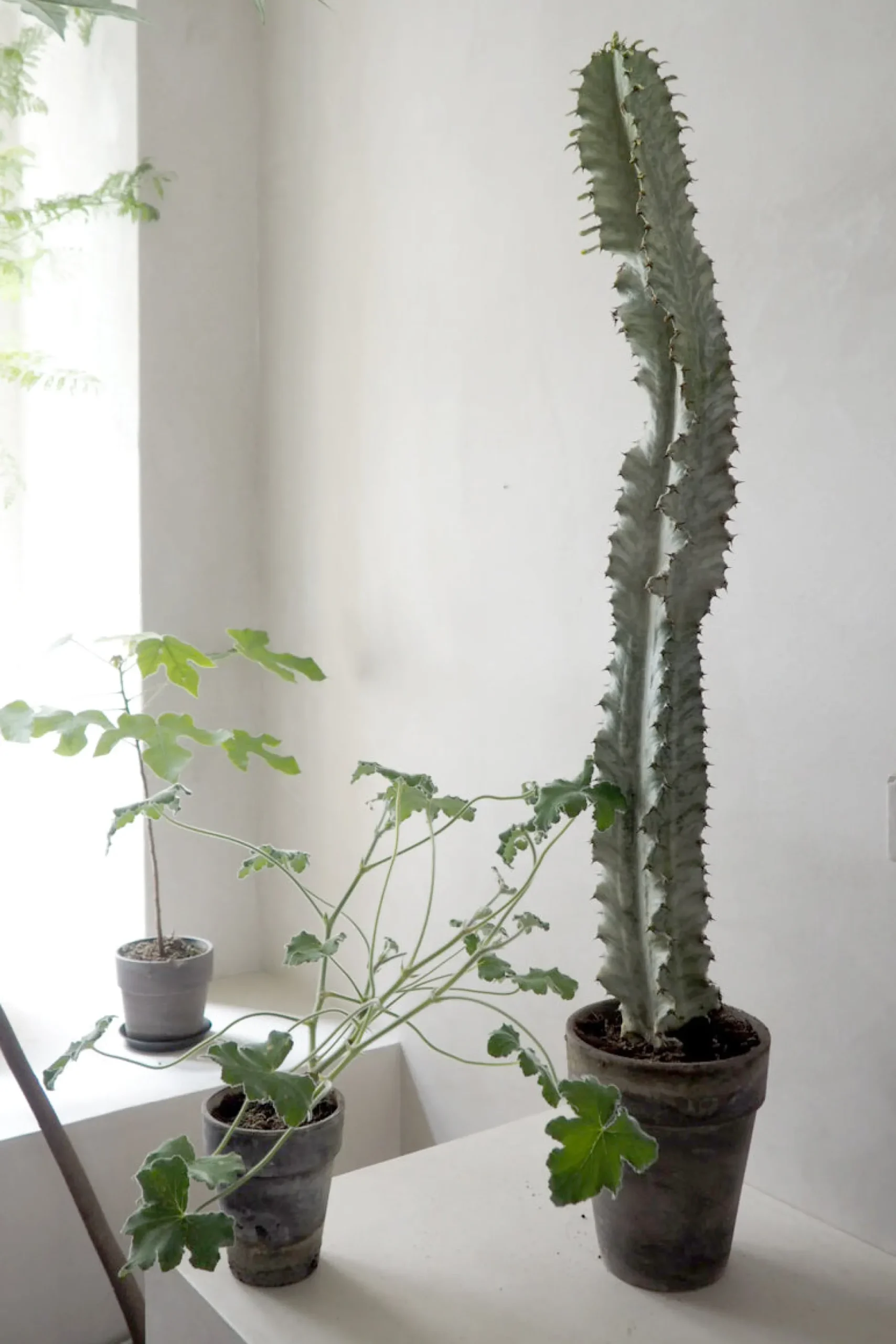 Euphorbia variegated