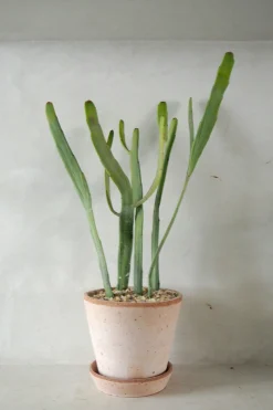 Euphorbia Xylophyloides