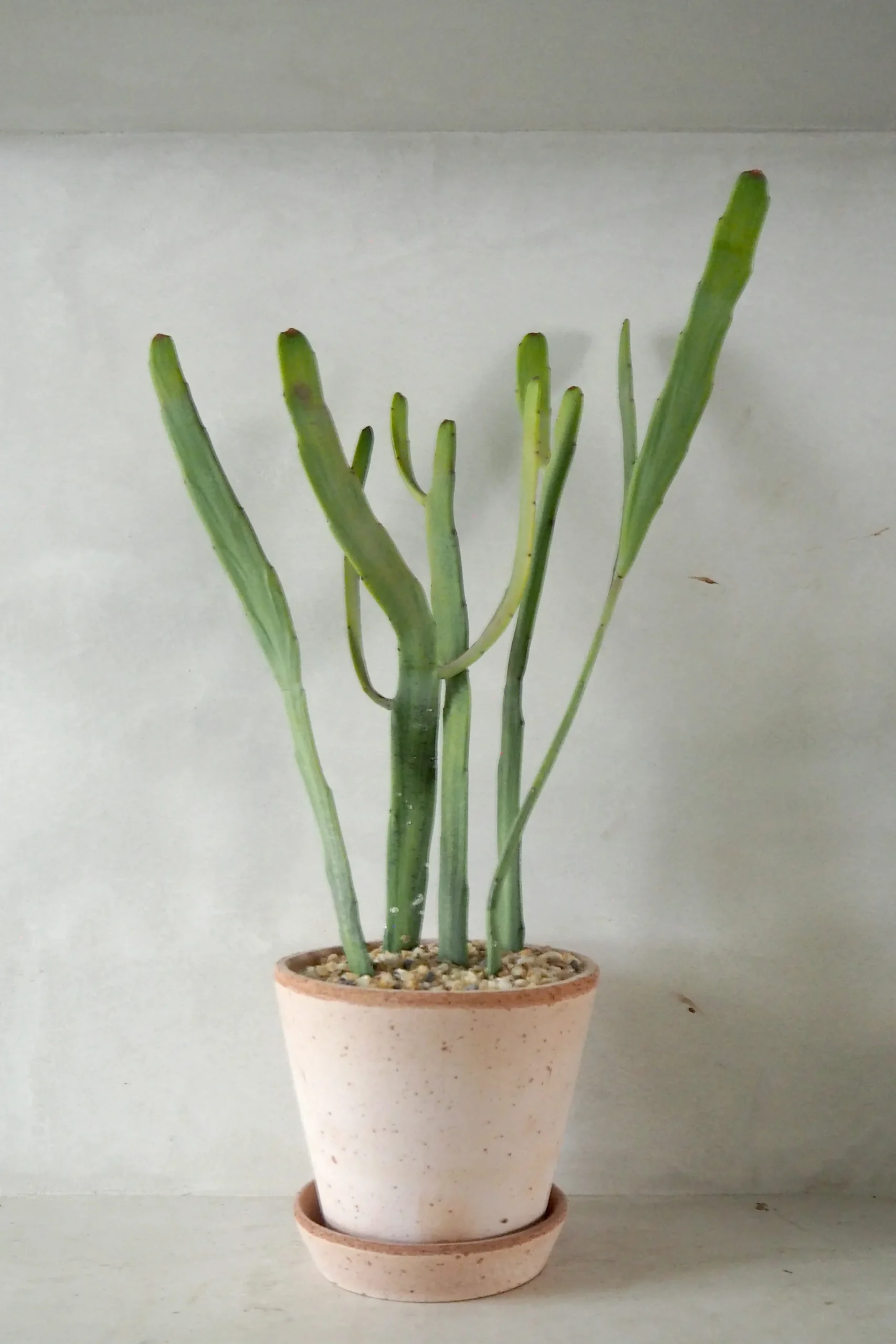 Euphorbia Xylophyloides