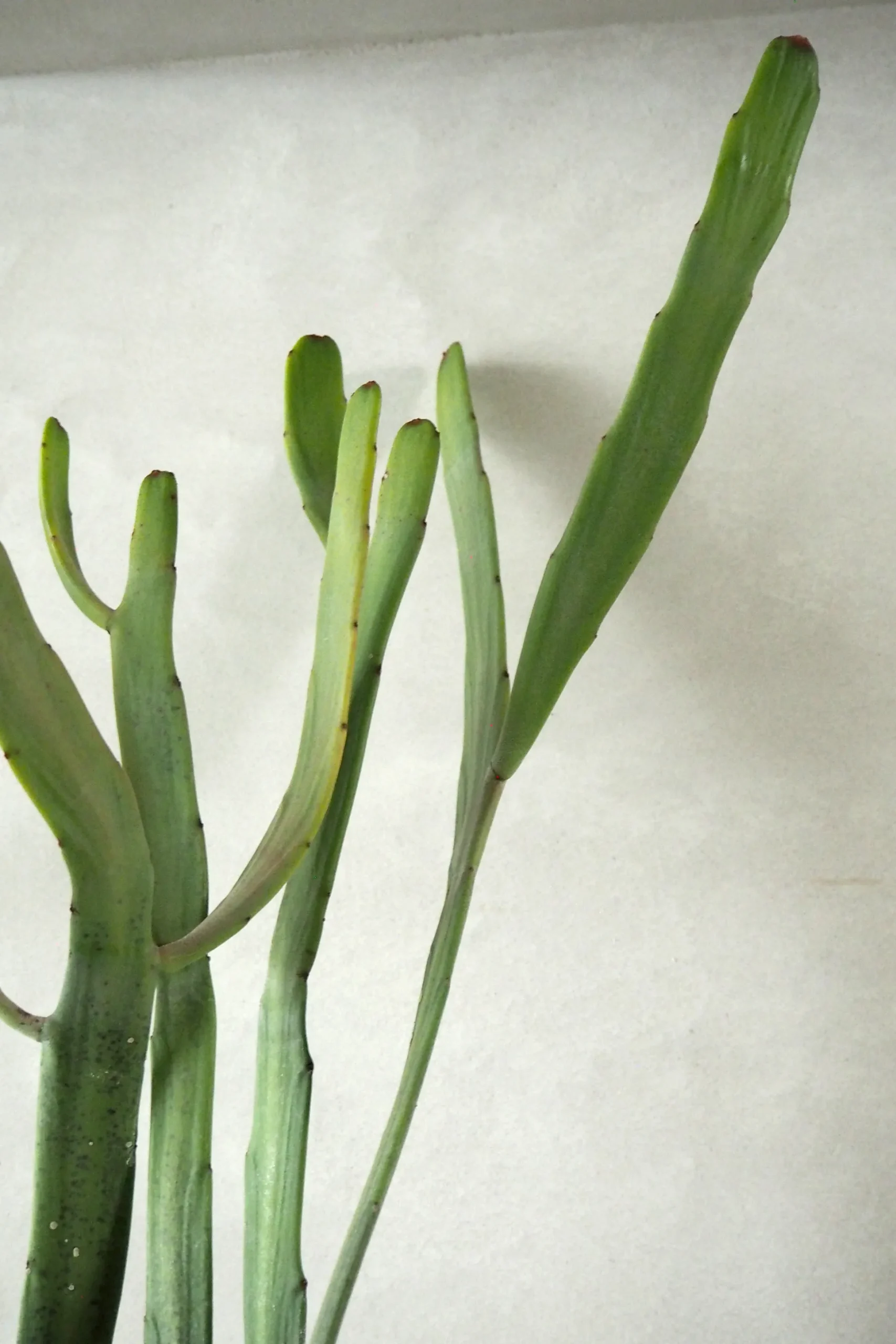 Euphorbia Xylophyloides