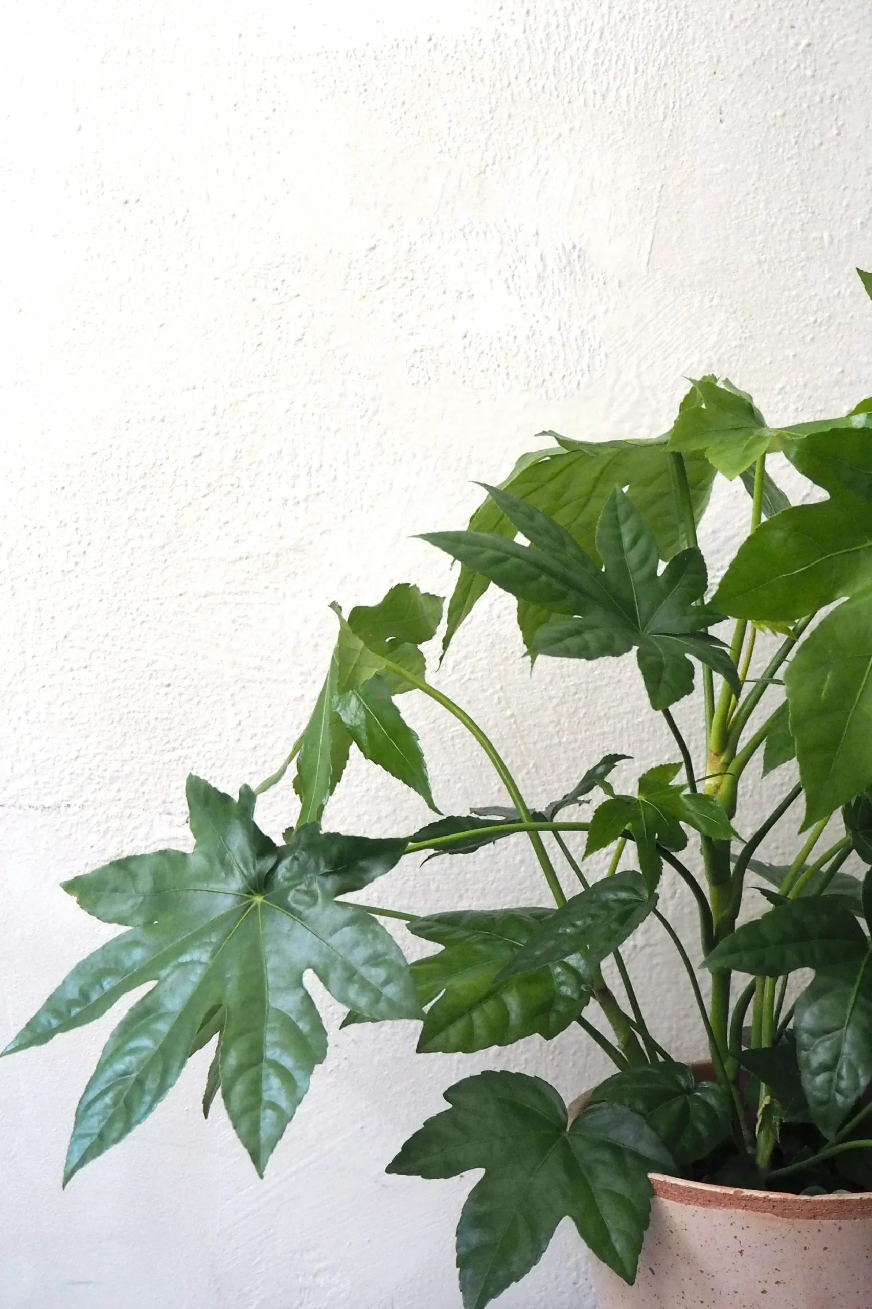 Fatsia japonica, stor