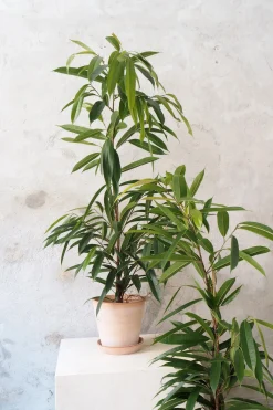 Ficus amstel king