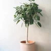 Ficus Audrey, stor