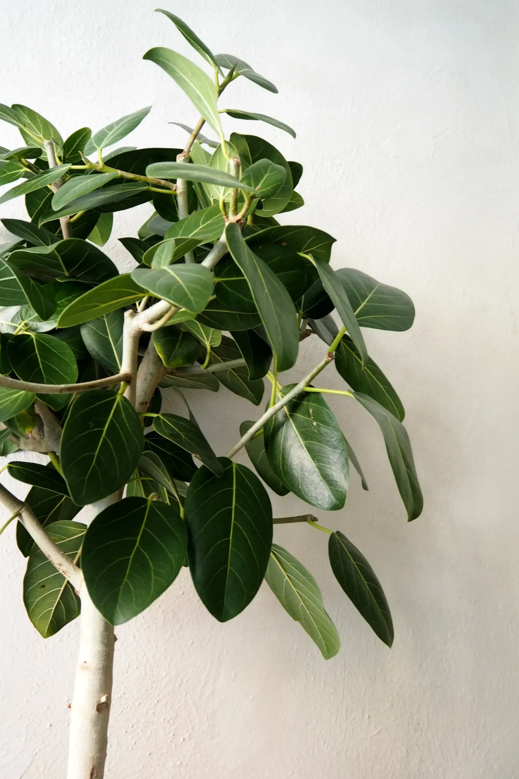 Ficus Audrey, stor