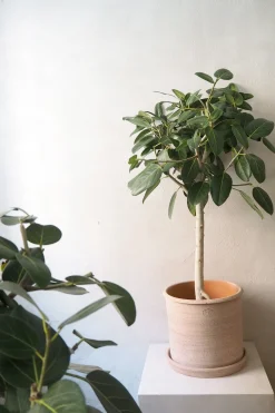 Ficus Audrey, stor