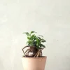 Ficus Bonsai Ginseng, lille