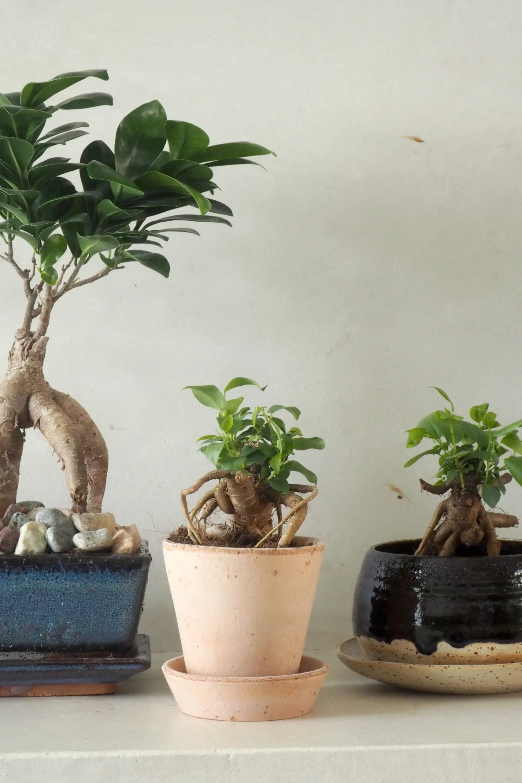 Ficus Bonsai Ginseng, lille