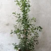 Ficus microcarpa moclame