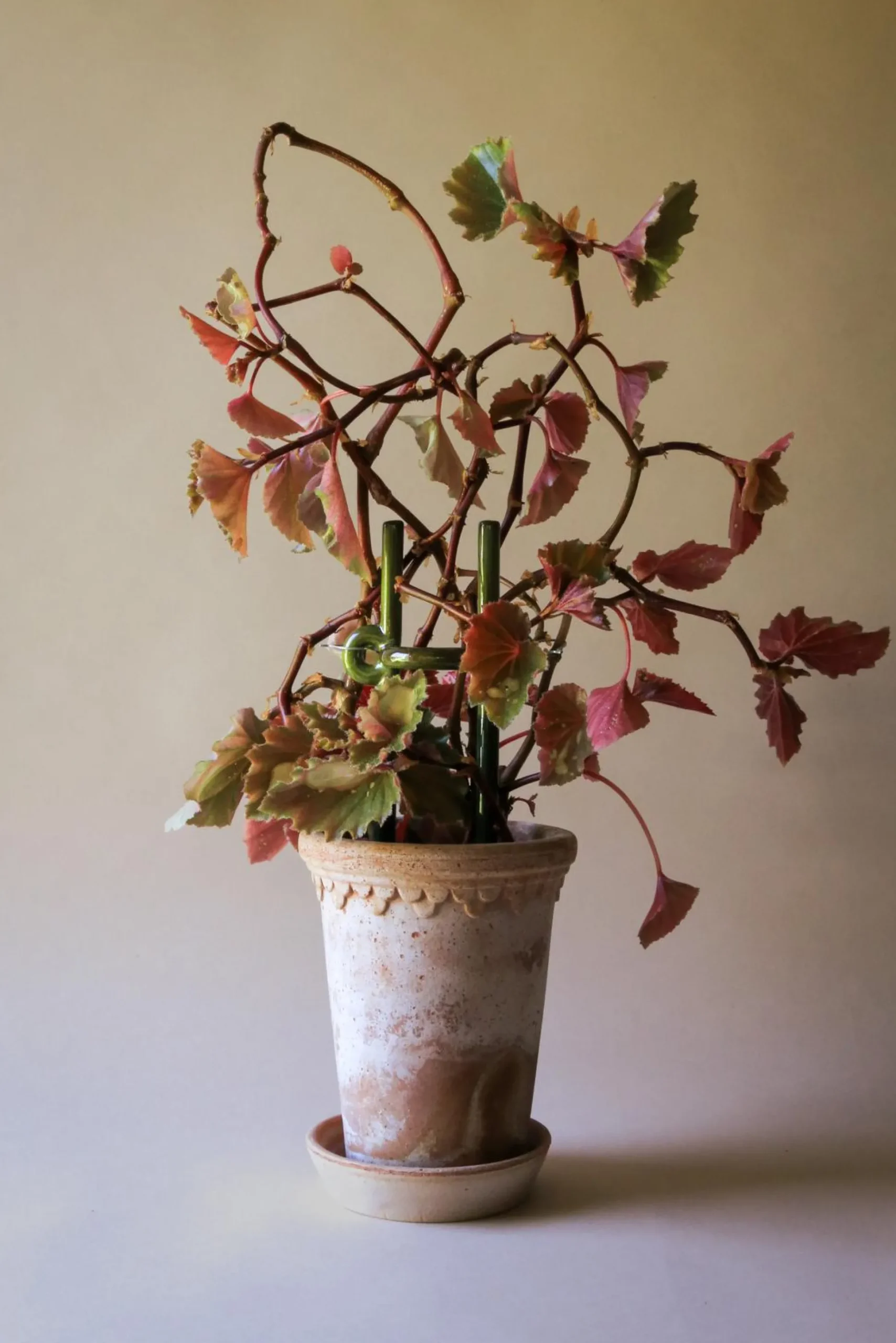 FOLK Hinto plantestøtte, grøn