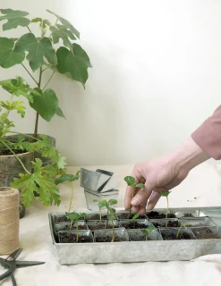 Forspiringsbakke - W.E.T Seed Pot30