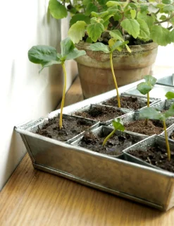 Forspiringsbakke - W.E.T Seed Pot30