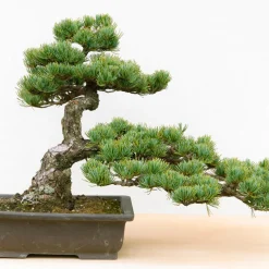 Frø - Bonsai, DIY kit