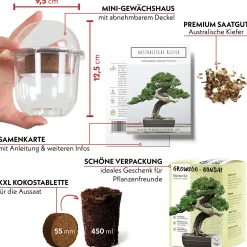 Frø - Bonsai, DIY kit