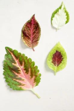 Frø - Paletblad, Wizard Scarlet