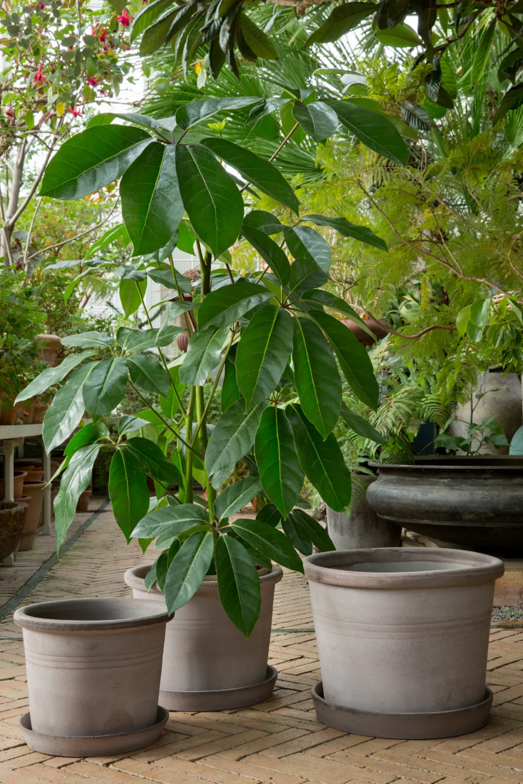 Galestro gulvkrukke, raw grey