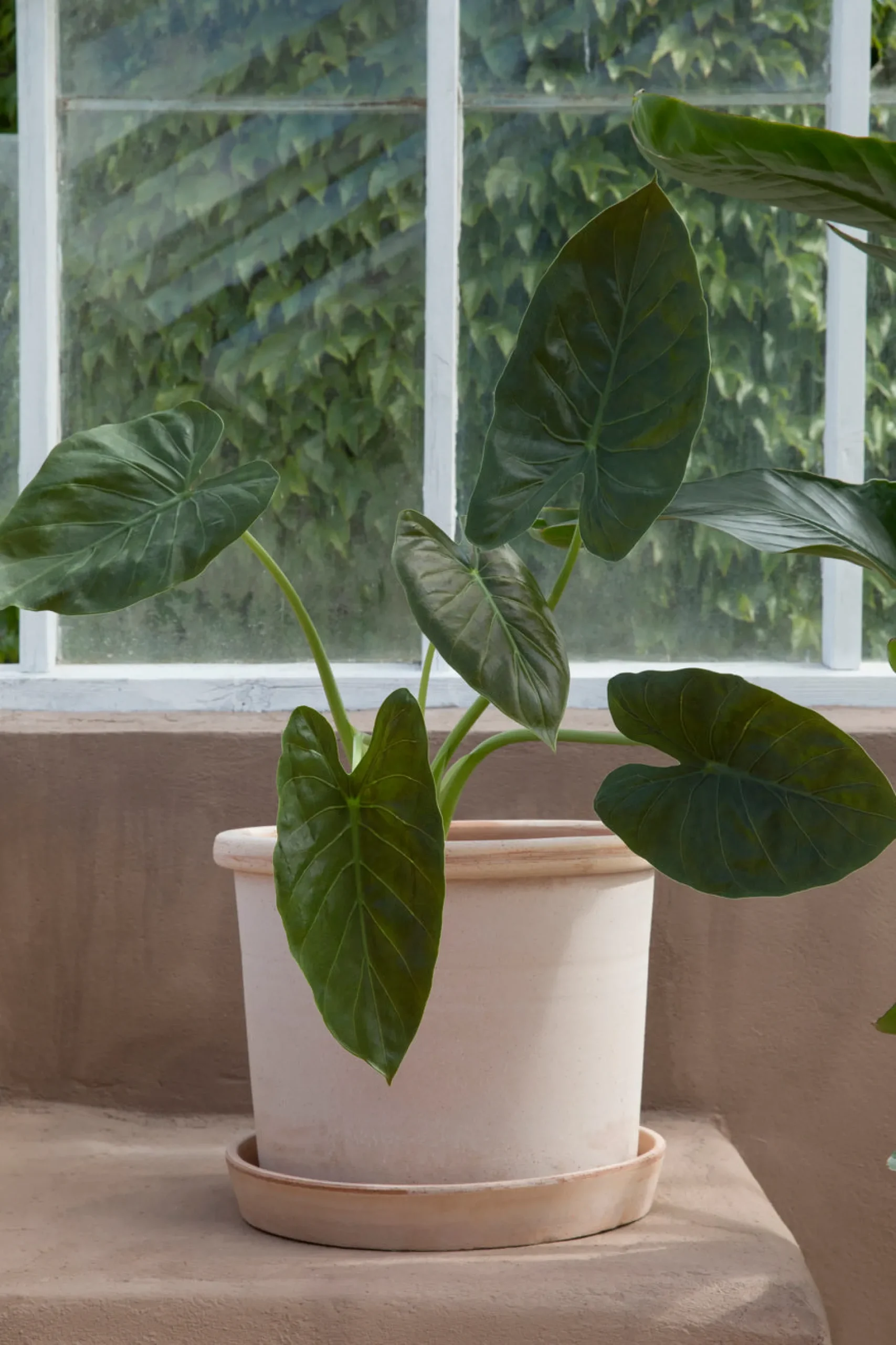 Galestro gulvkrukke, raw rosa