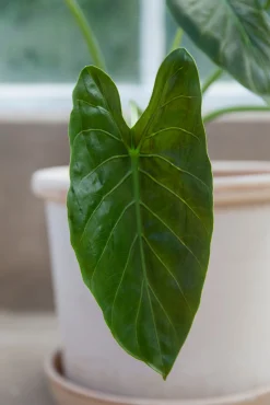 Galestro gulvkrukke, raw rosa