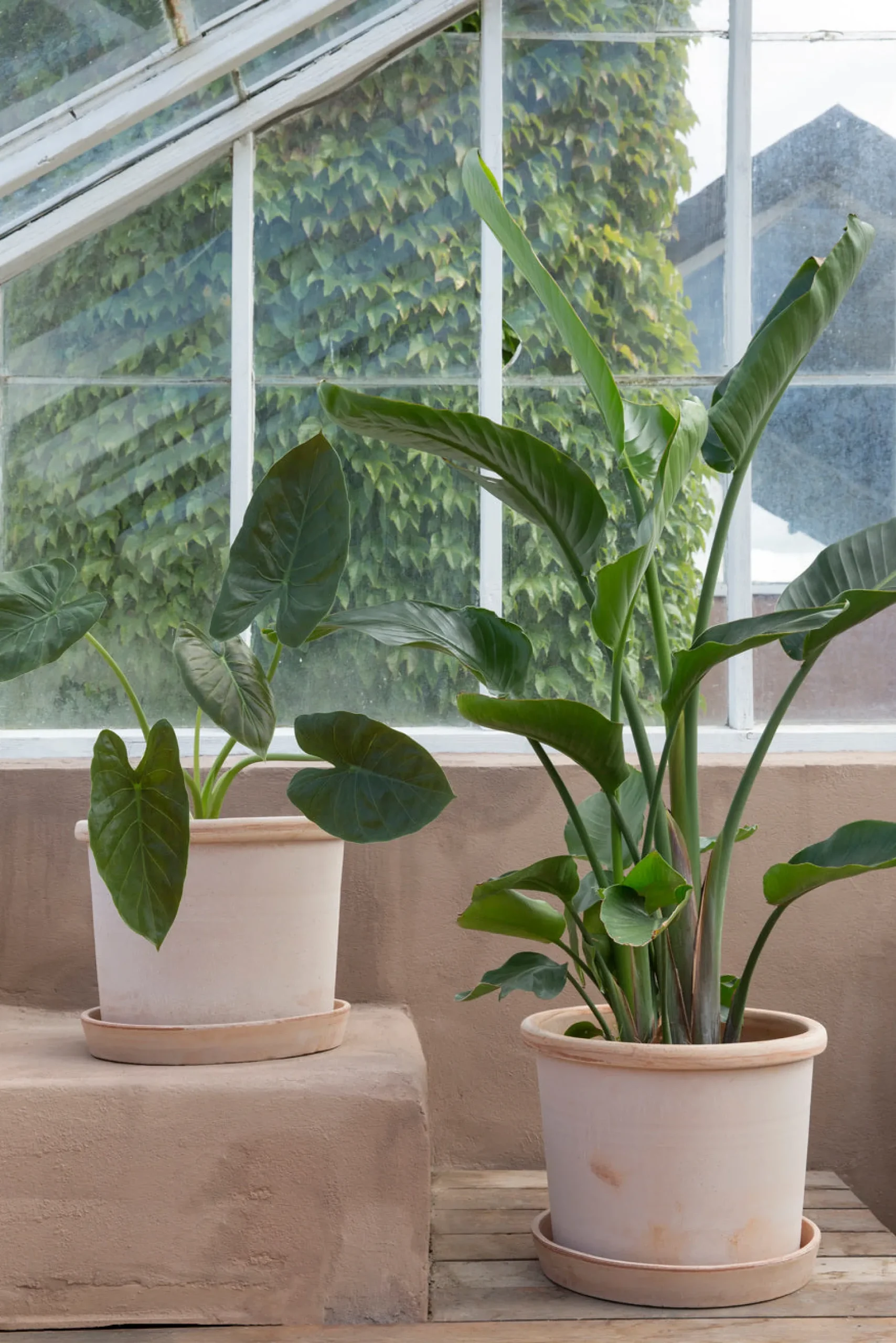 Galestro gulvkrukke, raw rosa