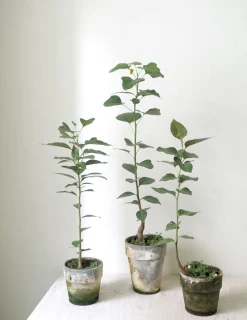 Gartnerens plantepakke - Raw Grey