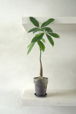 Gartnerens plantepakke - Raw rosa