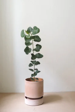 Hoff krukke, raw rosa