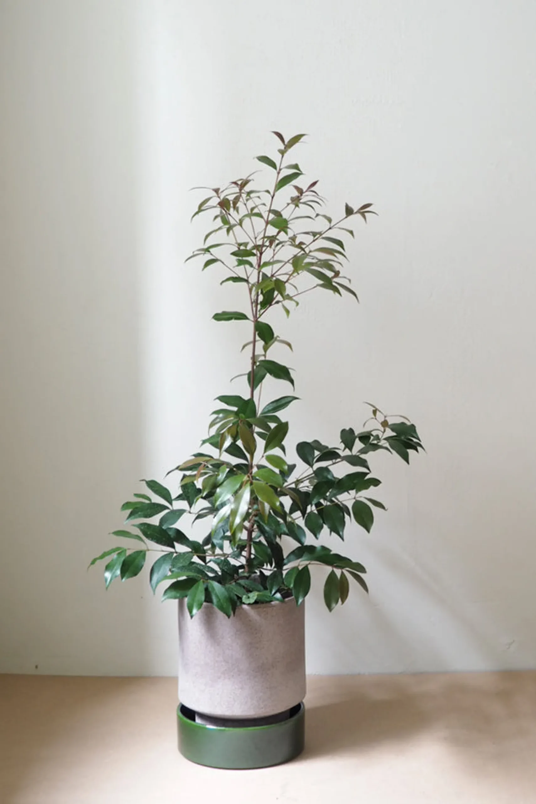 Hoff krukke, raw rosa + grøn underskål, gulvkrukke