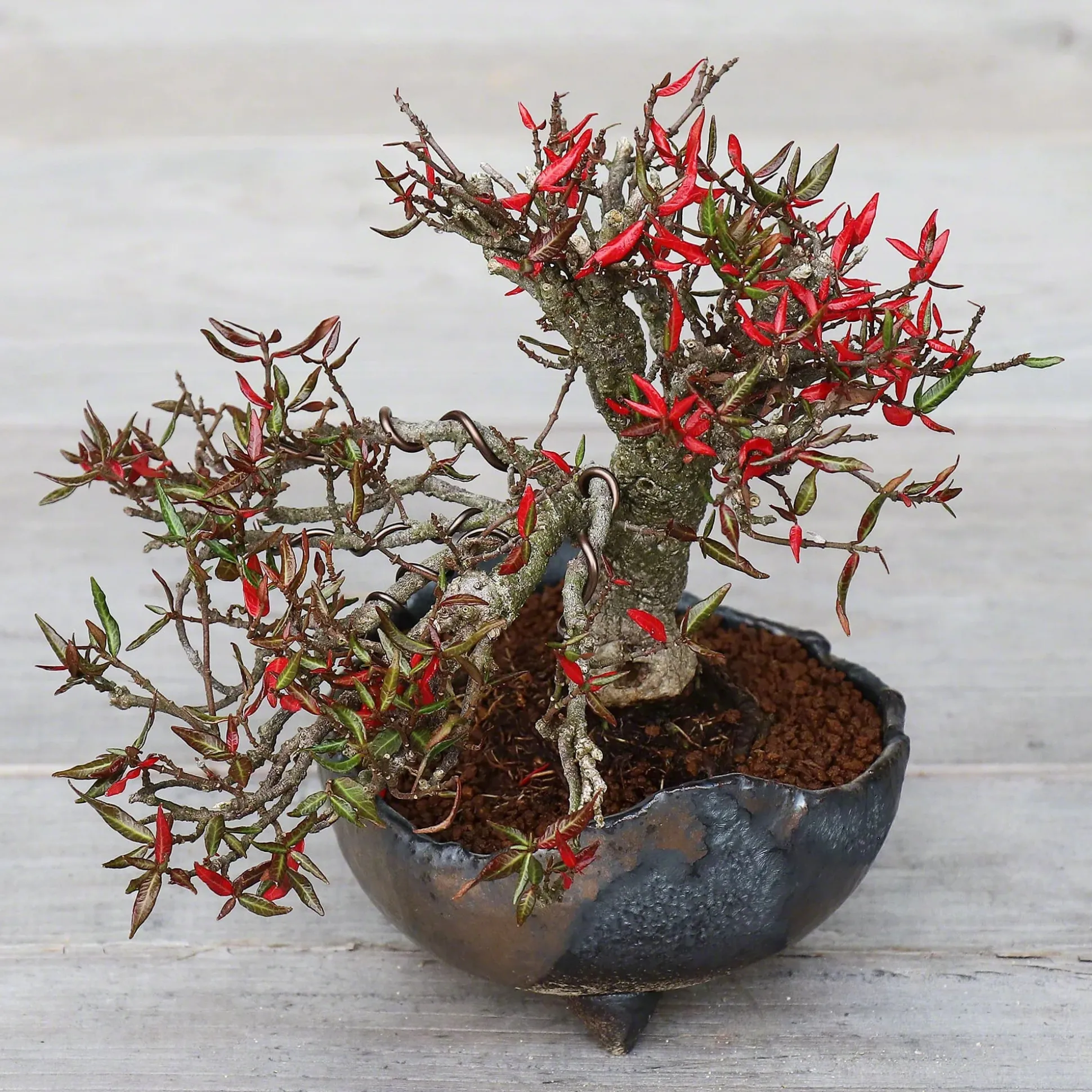 Japansk bonsai krukke, håndlavet, sort